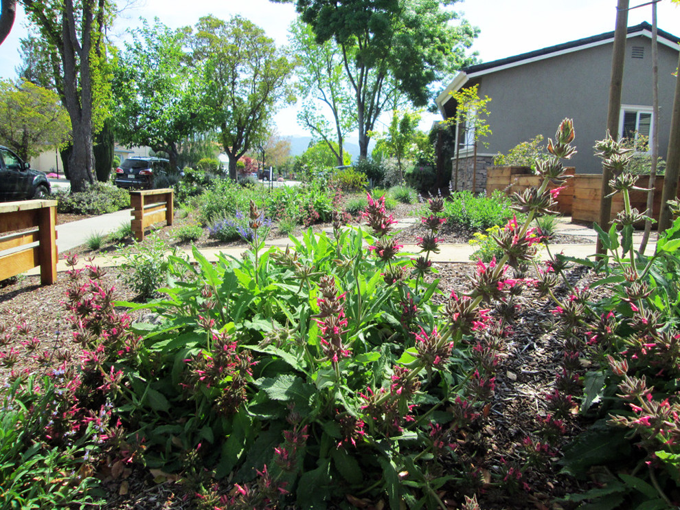 Immagine di un giardino xeriscape esposto in pieno sole di medie dimensioni e davanti casa in primavera con pavimentazioni in pietra naturale