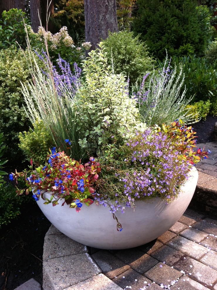 Cette image montre un jardin en pots chalet.