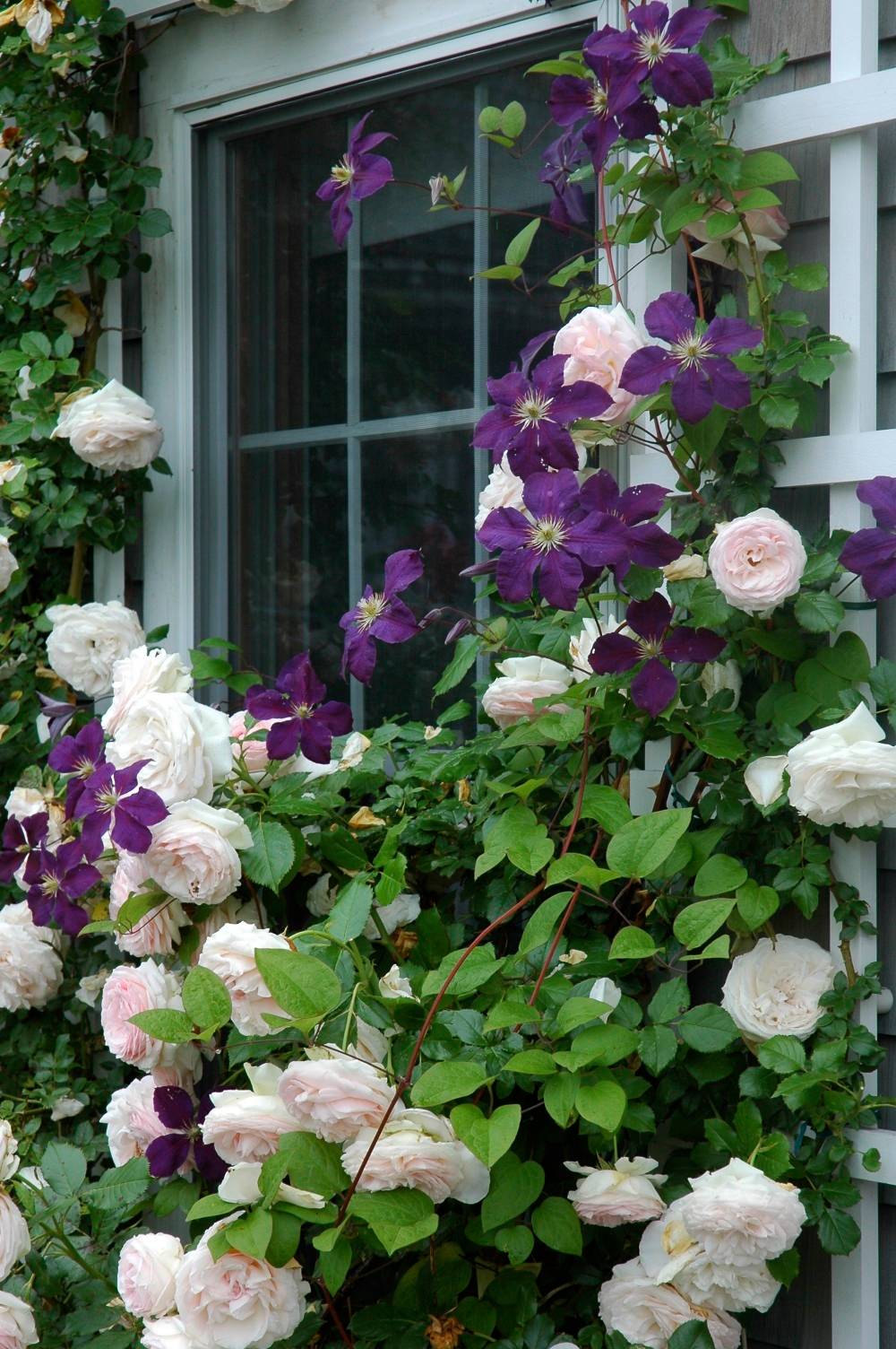 Как и когда сажать розы: советы как вырастить розы из черенка, букета или саженца в открытом грунте