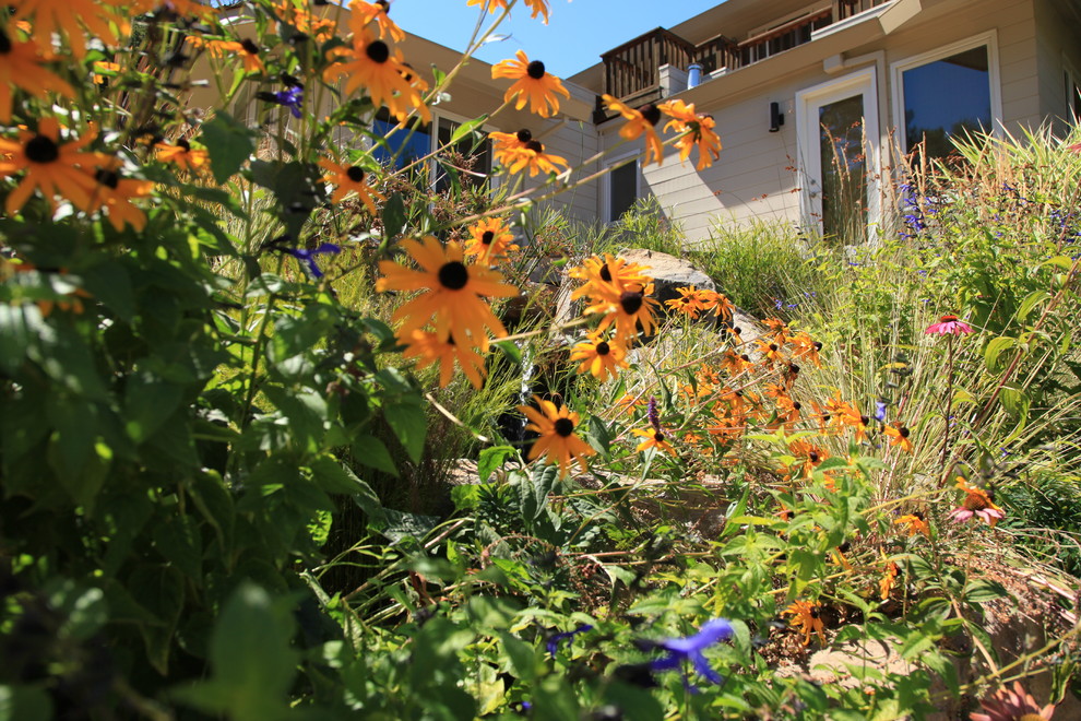 This is an example of a contemporary garden in San Francisco.