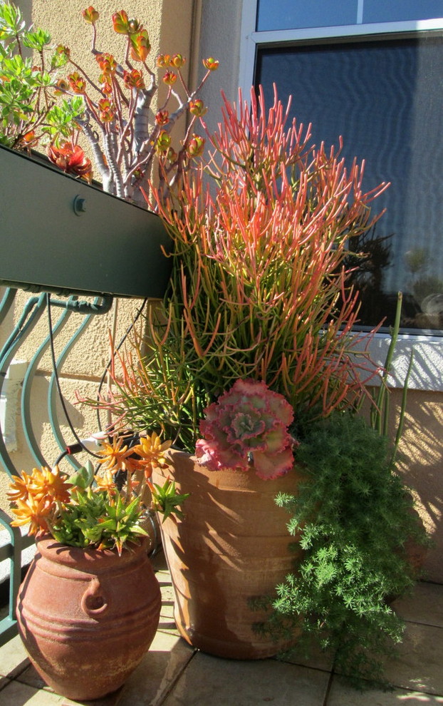 Small mediterranean xeriscape full sun garden for spring in San Francisco with a potted garden.
