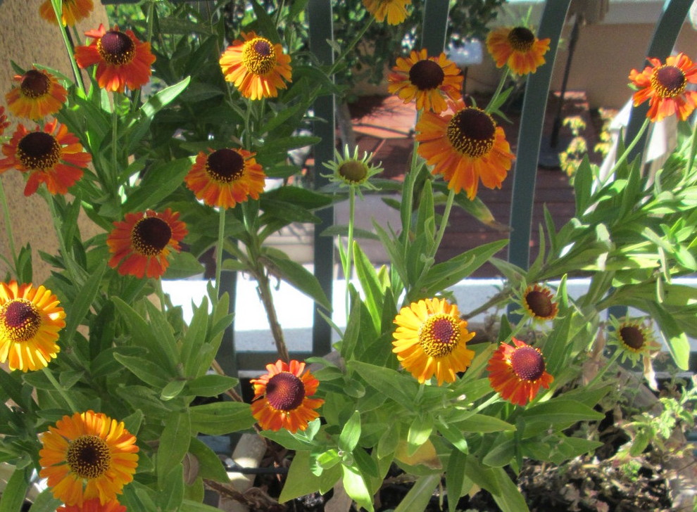 Immagine di un piccolo giardino xeriscape mediterraneo esposto in pieno sole in primavera con un giardino in vaso