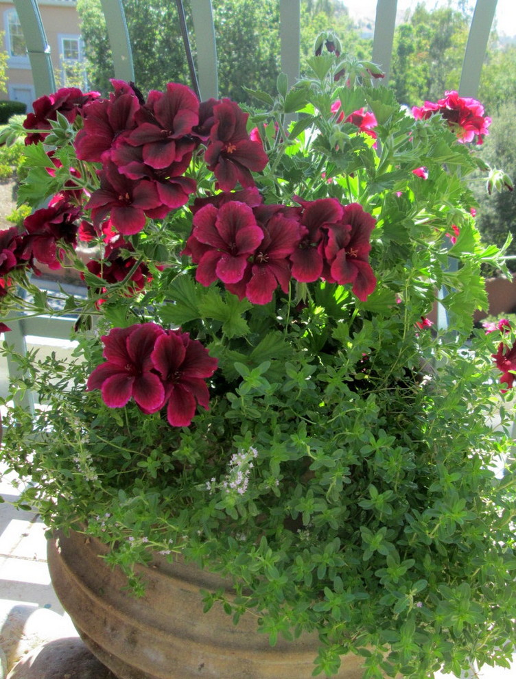 Foto di un piccolo giardino xeriscape mediterraneo esposto in pieno sole in primavera con un giardino in vaso