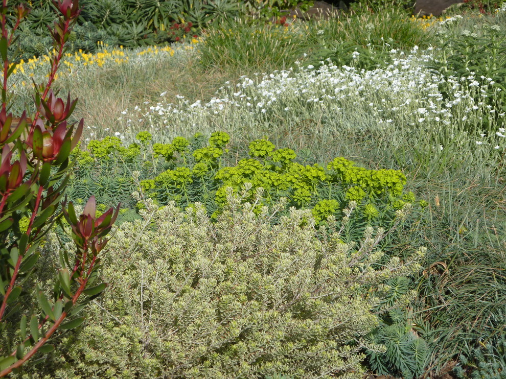 Foto di un giardino xeriscape mediterraneo esposto in pieno sole di medie dimensioni e davanti casa in primavera