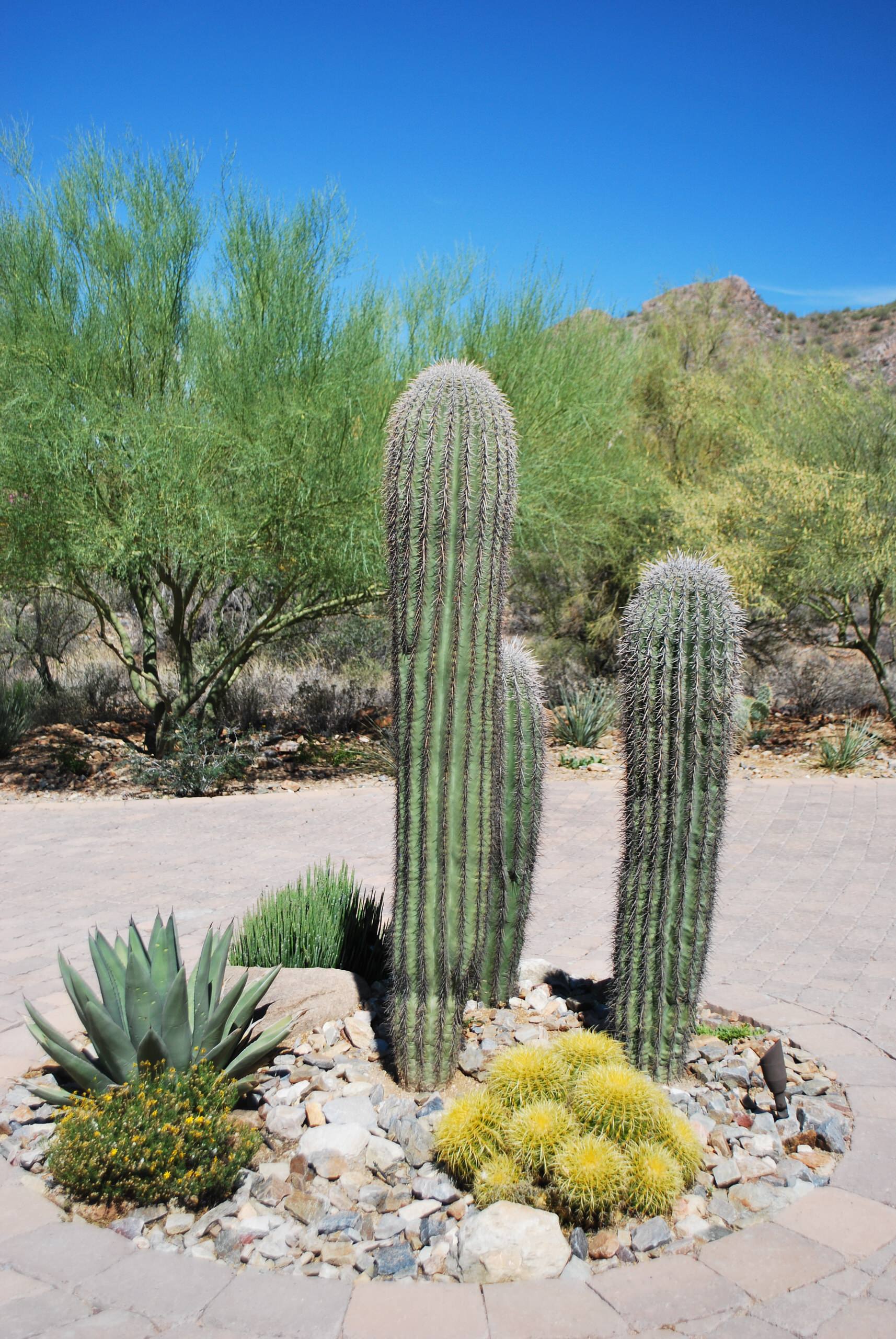 Jardin de cactus : photos et idées déco de maisons