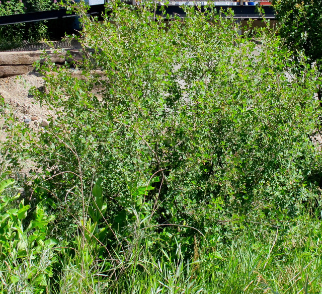 Skunkbush Sumac Jardin Denver par Susan J Tweit Houzz
