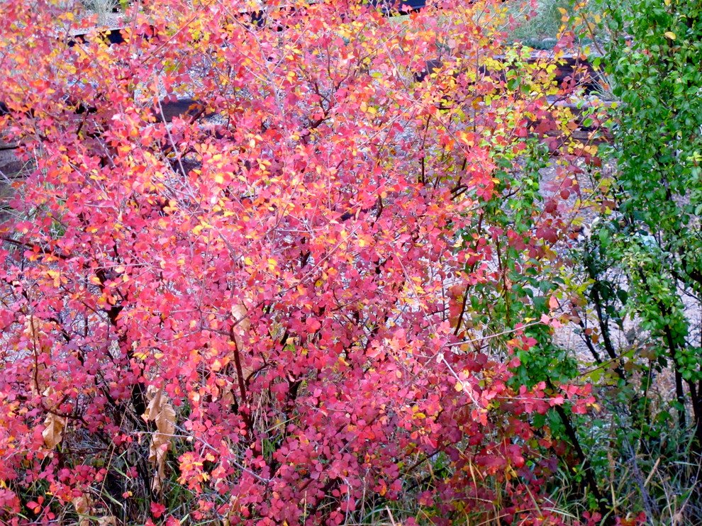 Skunkbush Sumac Landscape Denver by Susan J Tweit Houzz