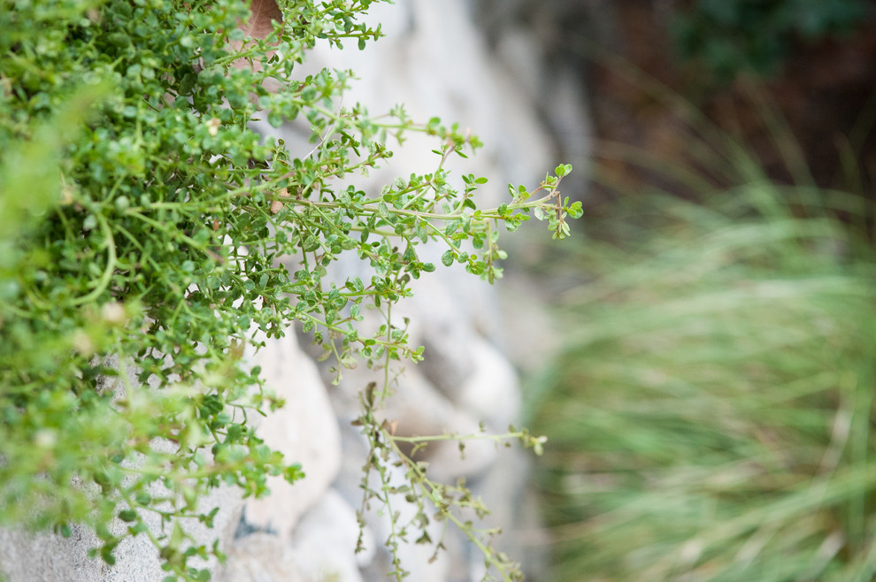 Mittelgroßer, Halbschattiger Rustikaler Garten im Sommer mit Natursteinplatten in Los Angeles