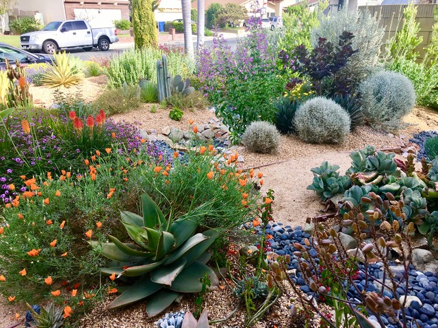 Soft Desert Gardens - American Southwest - Garden - Orange County - by H2  XERO Landscape Design | Houzz UK