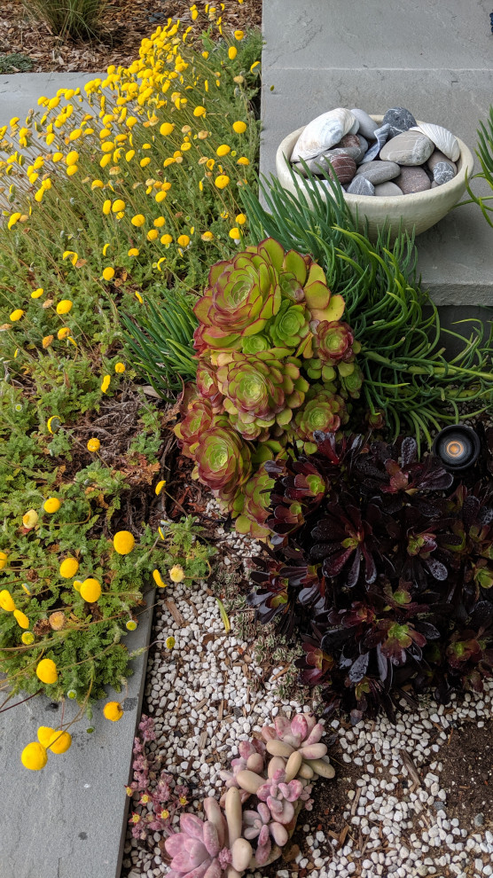 Mittelgroßer Moderner Garten hinter dem Haus mit Blumenbeet, direkter Sonneneinstrahlung und Natursteinplatten in San Francisco