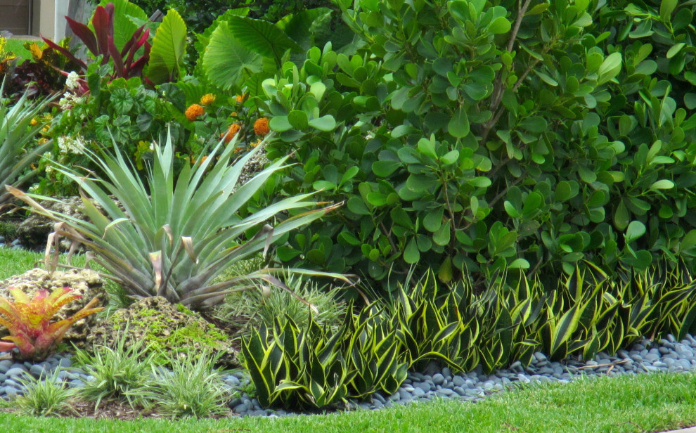 This is an example of a tropical landscaping in Miami.
