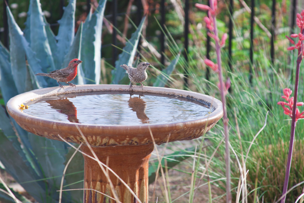 Réalisation d'un jardin sud-ouest américain.