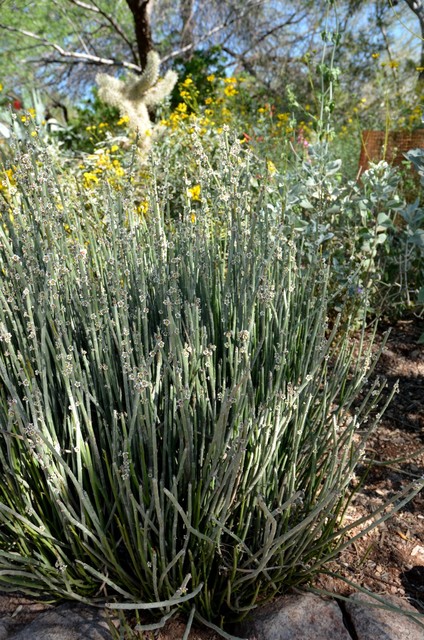 Candelilla, Wax Plant