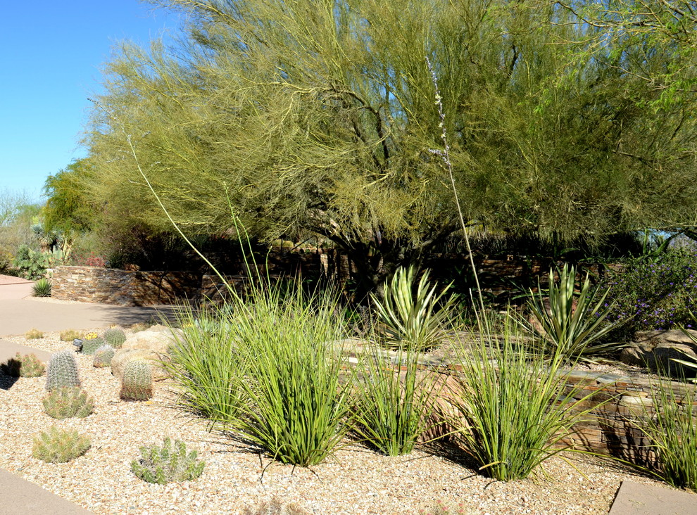 Southwestern Plants Southwestern Landscape Phoenix By Noelle Johnson Landscape 