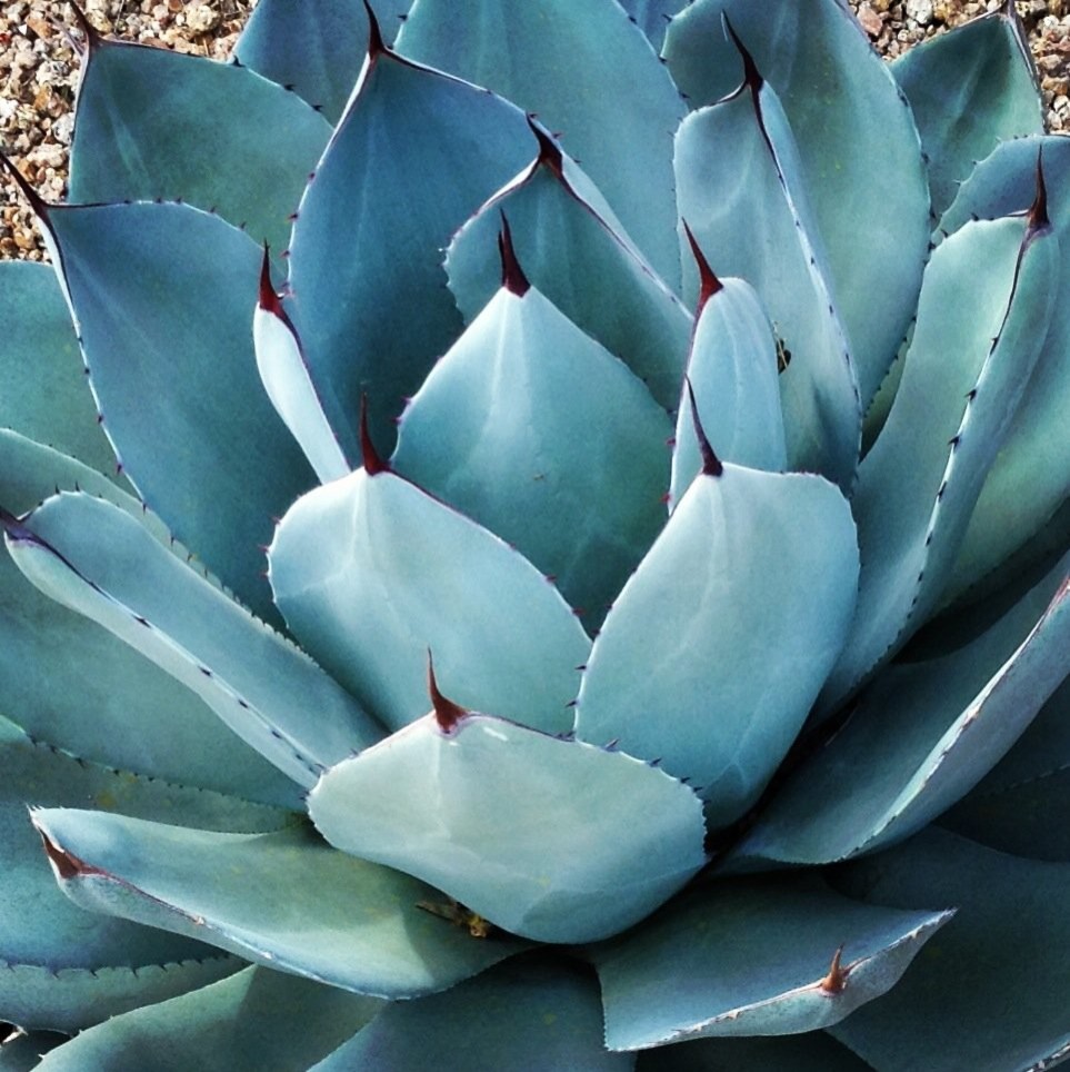 Southwestern Plants Southwestern Landscape Phoenix