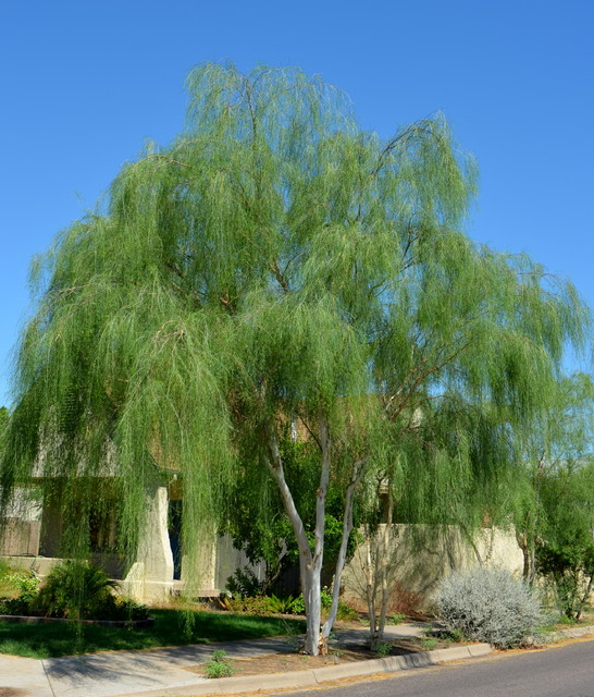 Weeping Willow Trees - Fast Growing Shade Trees for the Desert