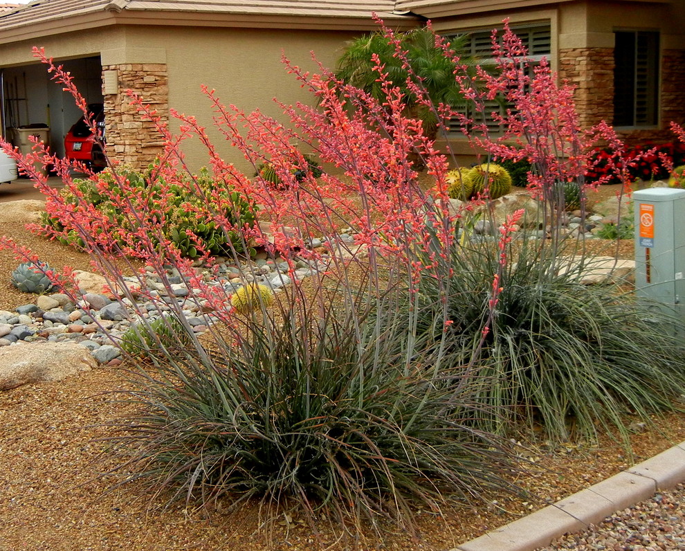 Curated visual reference: Southwestern Foliage And Greenery Reference: Southwestern Plants Southwestern Landscape Phoenix