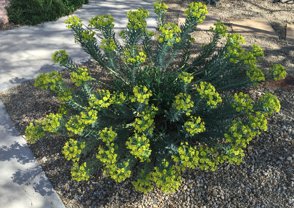 Photo inspiration: Visual Reference: Southwestern Plants Southwestern Landscape Phoenix