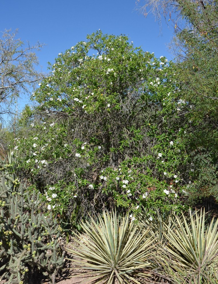 フェニックスにあるサンタフェスタイルのおしゃれな庭 (日向) の写真