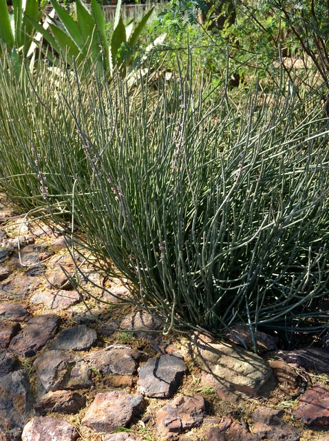 Candelilla, Wax Plant