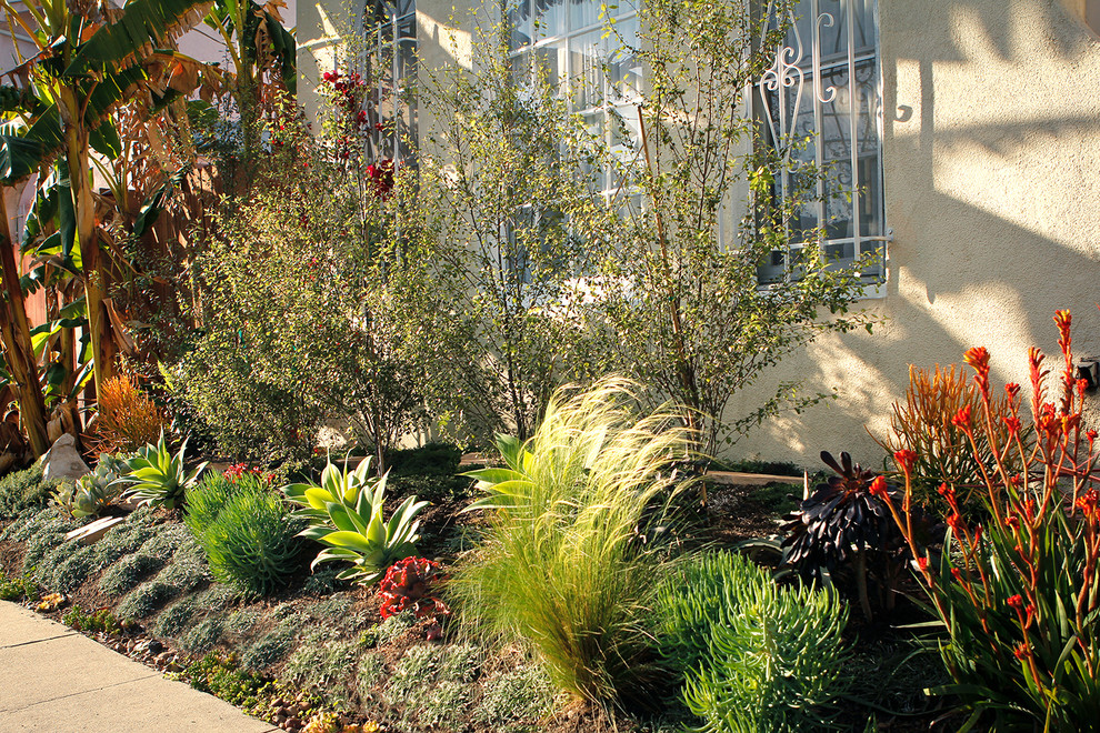 На фото: солнечный засухоустойчивый сад среднего размера на переднем дворе в современном стиле с хорошей освещенностью с