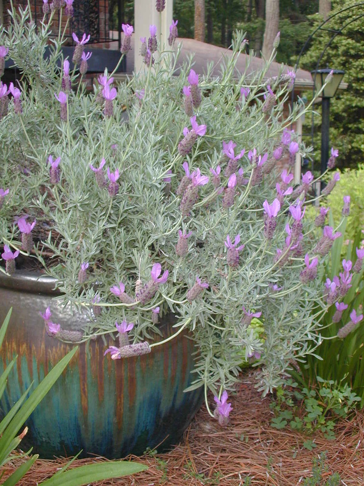 Spanish lavender in pot is a fragrant focal point Traditional