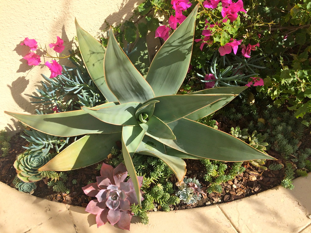 Photo of a southwestern landscaping in Los Angeles.