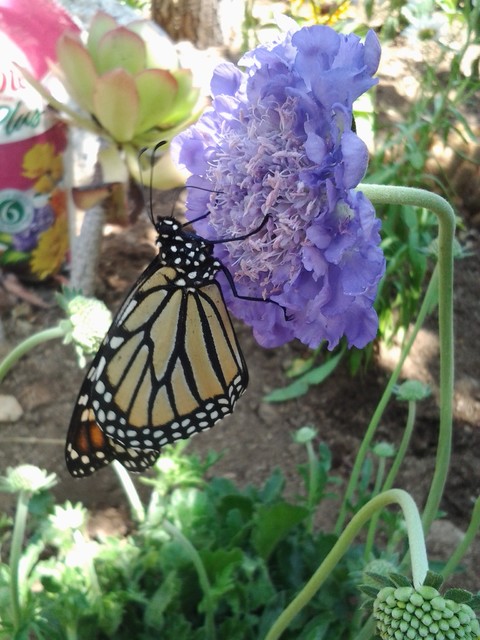 20 Favorite Flowers for Butterflies and Bouquets