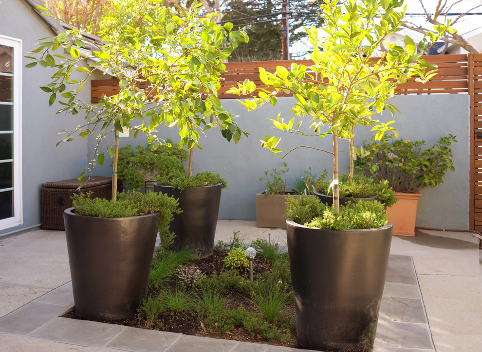 Modelo de jardín de secano actual de tamaño medio en verano en patio con muro de contención, exposición total al sol y adoquines de piedra natural