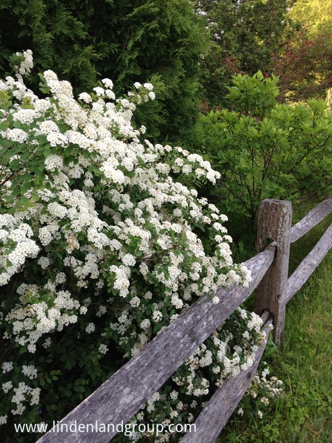 Split Rail And Bridal Wreath Spirea Modern Landscape Burlington By Linden L A N D Group Houzz Nz