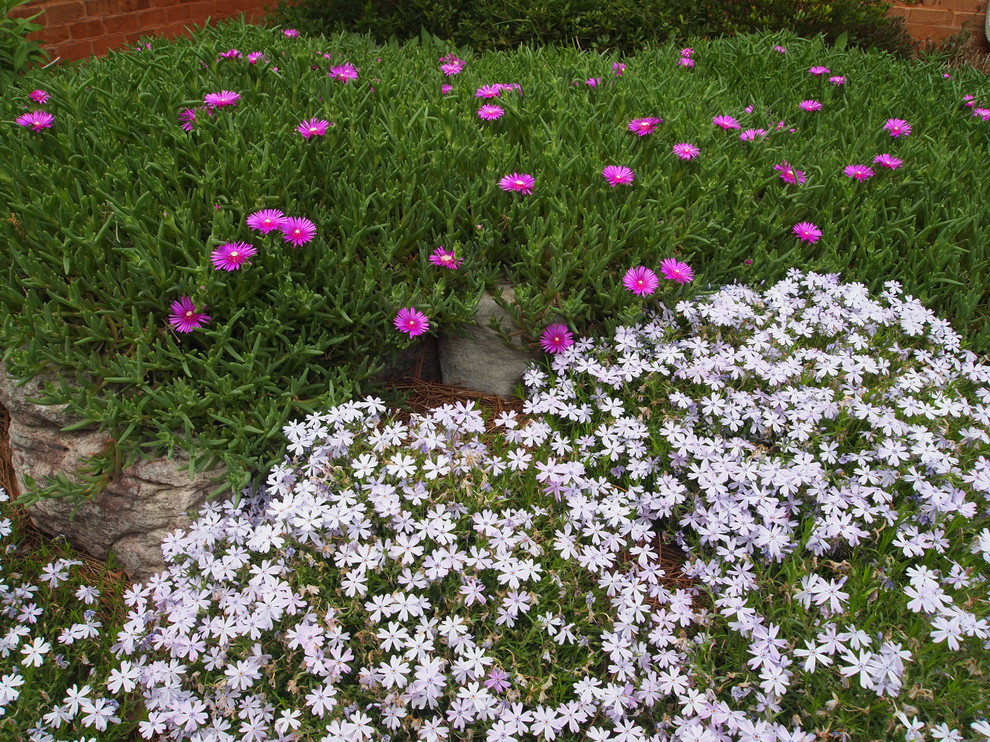 Spring blooming perennials Traditional Landscape Atlanta by