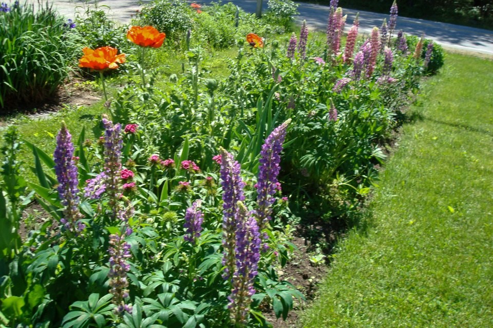 Пример оригинального дизайна: большой солнечный, весенний засухоустойчивый сад на переднем дворе в стиле фьюжн с садовой дорожкой или калиткой и хорошей освещенностью