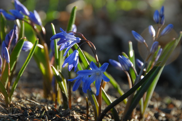 6 Splendid Blue-Flowering Bulbs