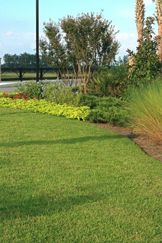 St Augustine Palmetto Traditional, Landscape Supply Tampa