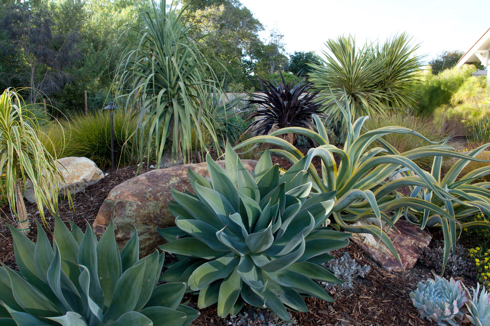 Photo of a mediterranean drought-tolerant landscaping in San Luis Obispo.