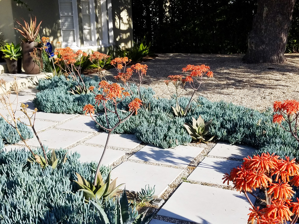 Foto di un grande giardino xeriscape design esposto in pieno sole davanti casa con pavimentazioni in cemento