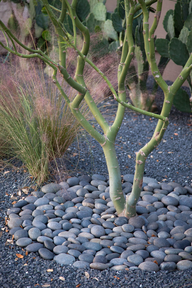 Inspiration for a contemporary backyard landscaping in Austin.