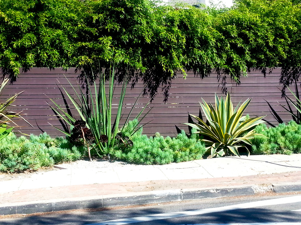 ロサンゼルスにあるラグジュアリーな広いコンテンポラリースタイルのおしゃれな前庭 (ゼリスケープ、日向、砂利舗装) の写真