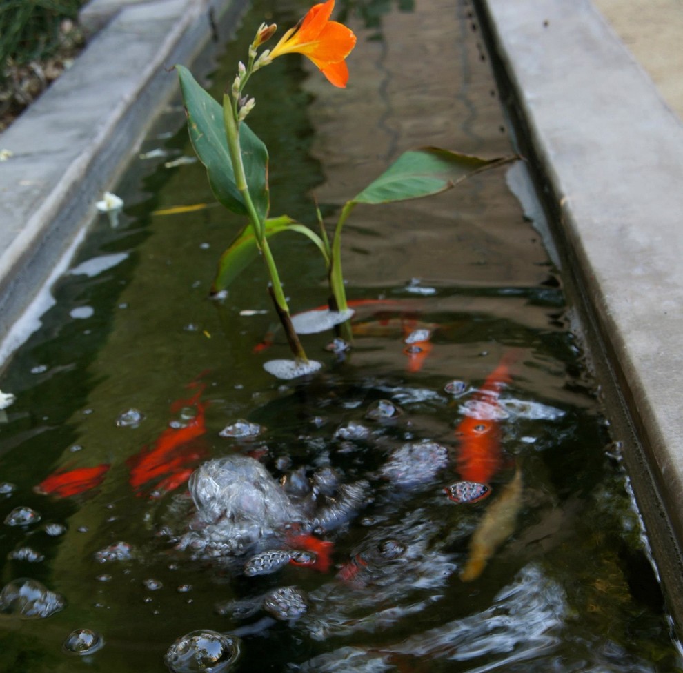 Photo of a retro garden in Los Angeles with a water feature.