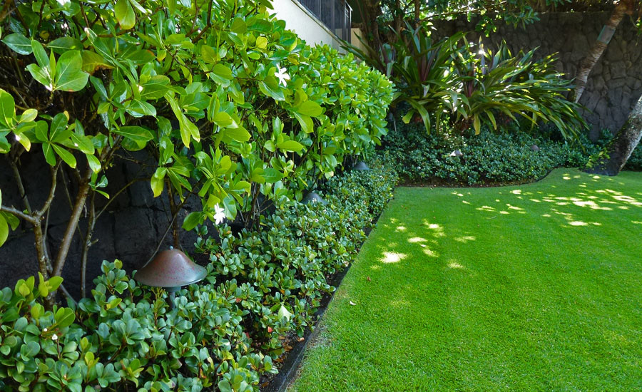 Idées déco pour un grand jardin arrière asiatique avec une exposition ombragée et du gravier.