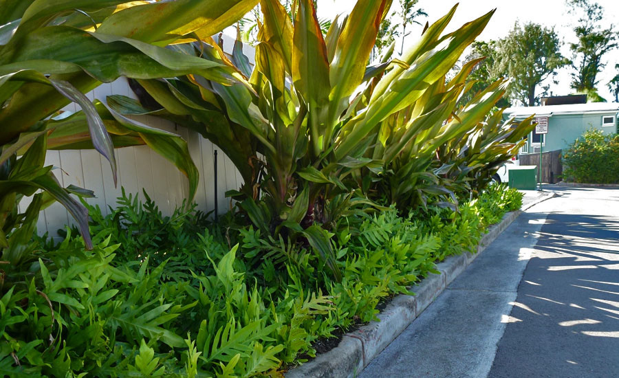 Großer, Schattiger Asiatischer Kiesgarten hinter dem Haus mit Auffahrt in Hawaii