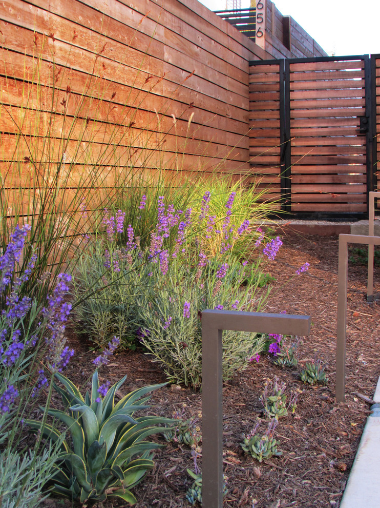 Imagen de camino de jardín de secano moderno de tamaño medio en primavera en patio delantero con exposición total al sol y adoquines de hormigón