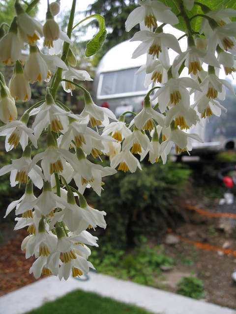 Styrax Obassia Fragrant Snowbell Eclectic Garden Seattle By Kate Martin Design Houzz Ie 6874