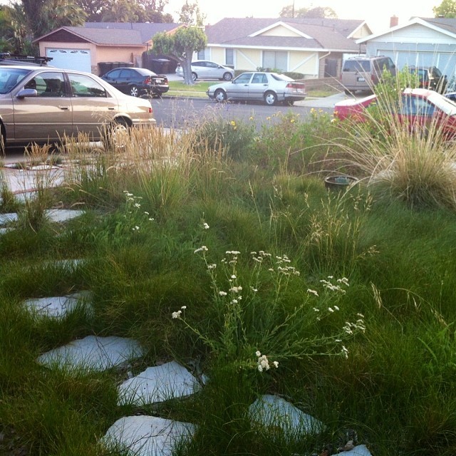 Imagen de camino de jardín bohemio de tamaño medio en primavera en patio delantero con exposición total al sol y mantillo