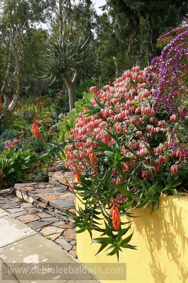 Photo of a bohemian garden in San Diego.