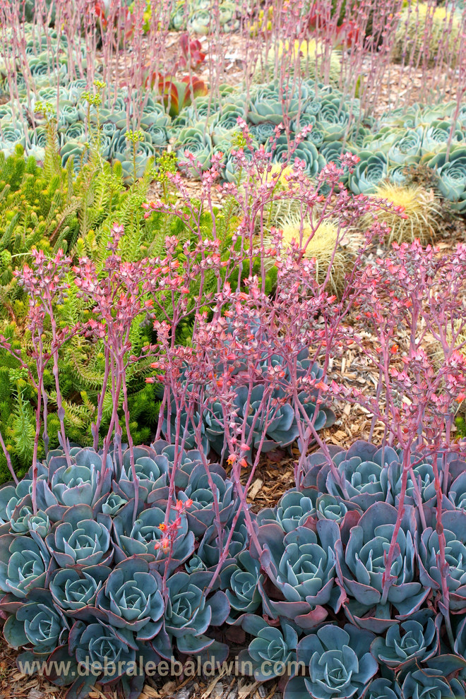Inspiration for a bohemian garden in San Diego.