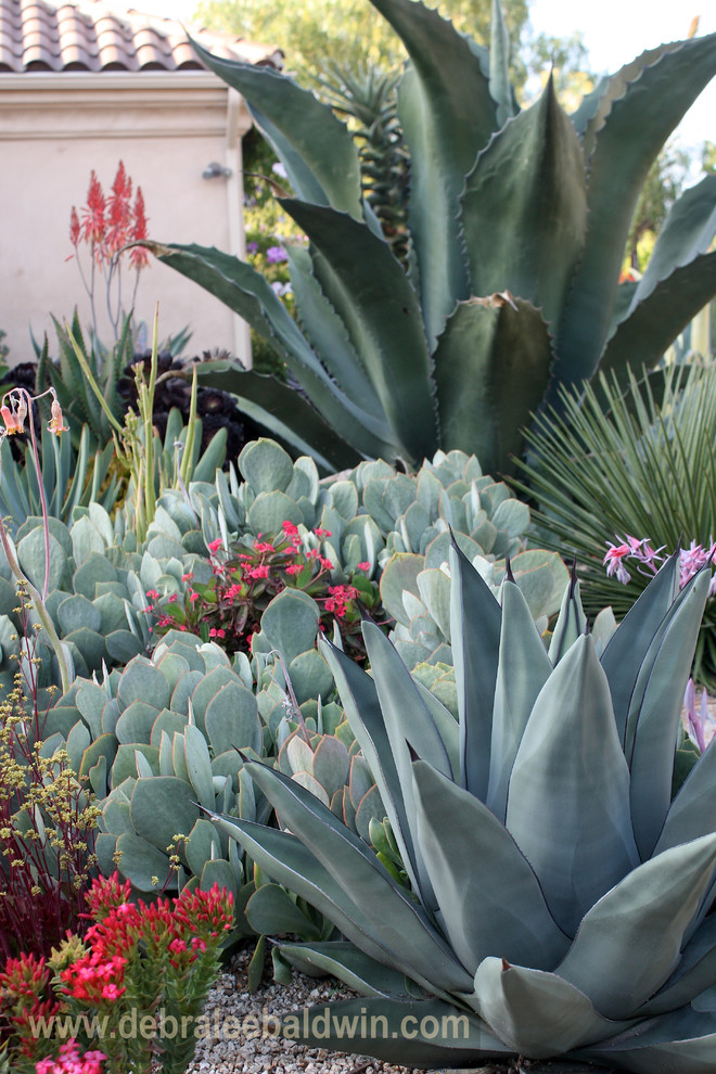 Design ideas for an eclectic landscaping in San Diego.