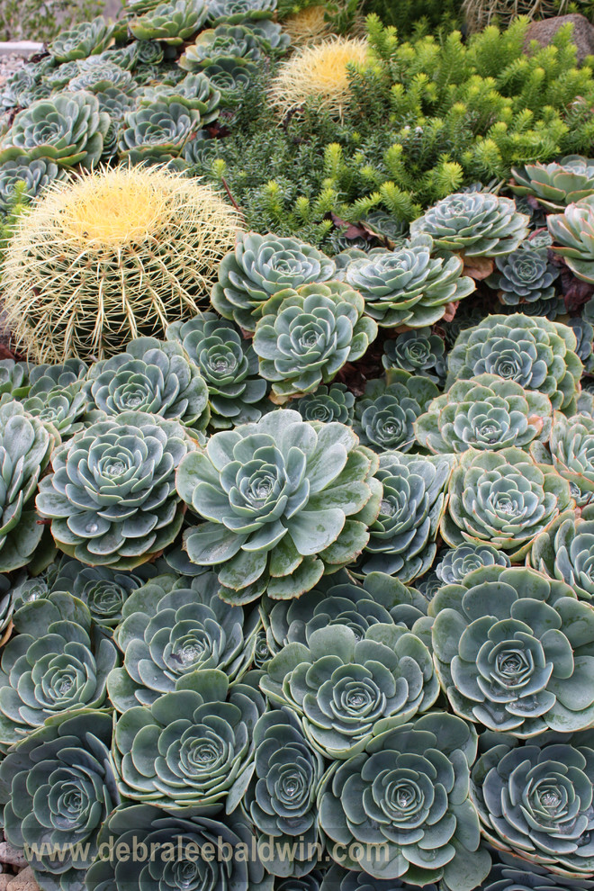 Stilmix Garten in San Diego
