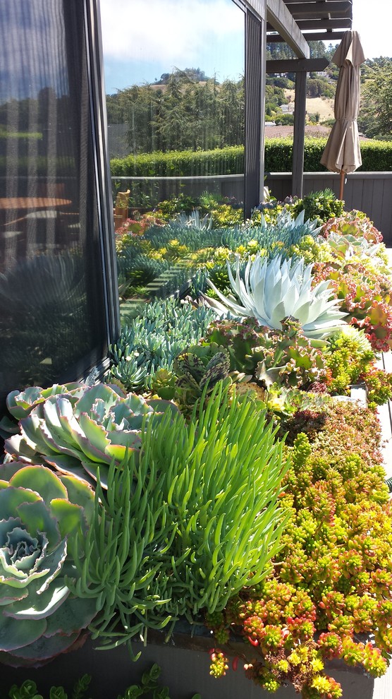 Ispirazione per un piccolo giardino eclettico esposto a mezz'ombra sul tetto con un giardino in vaso e ghiaia