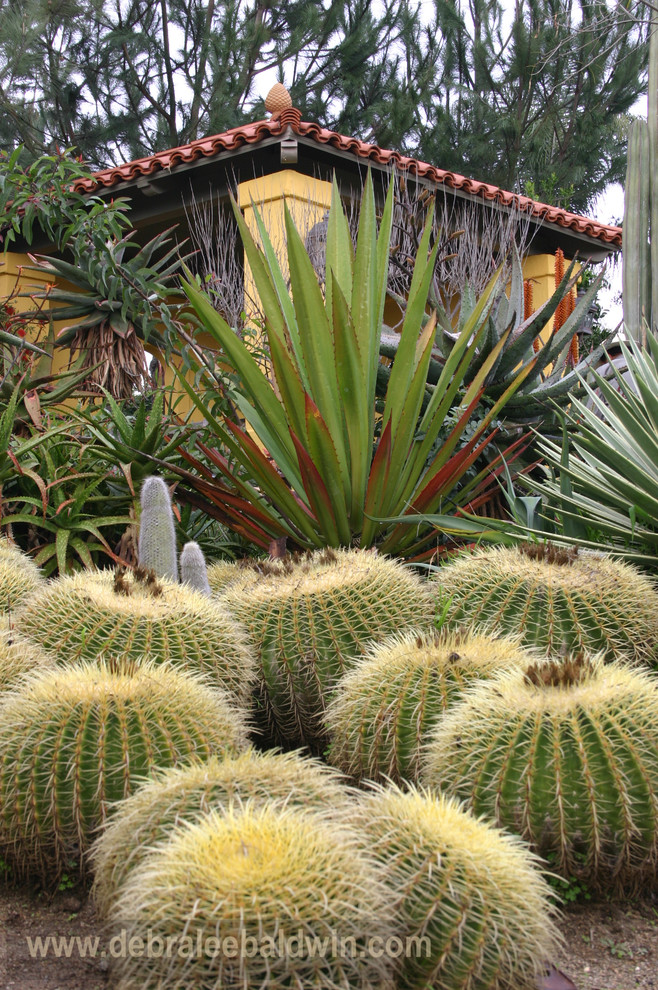 This is an example of an eclectic landscaping in San Diego.